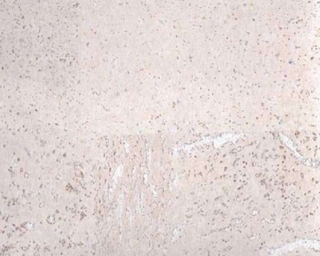 Настенное пробковое покрытие CorkArt PW 386 WS в Екатеринбурге